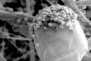 Risanamento di strutture con presenza di Umidità